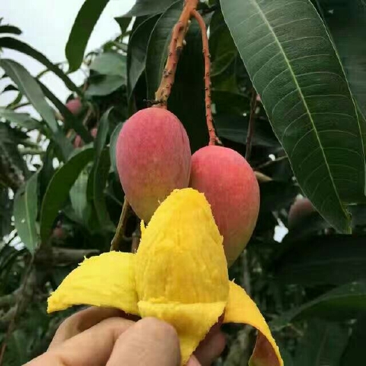 灵山县贵妃芒果苗