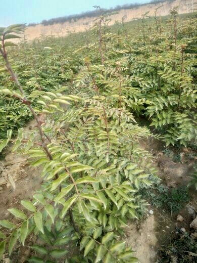 绛县大红袍花椒苗