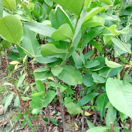灵山县大叶红莲雾苗