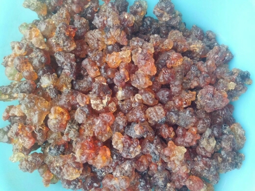 随县红桃胶 18-24个月 