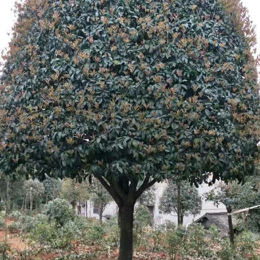长沙县八月桂  桂花