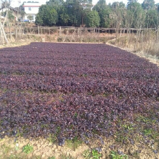 长沙县双面红  红继木