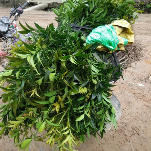 通道县窄叶竹柏