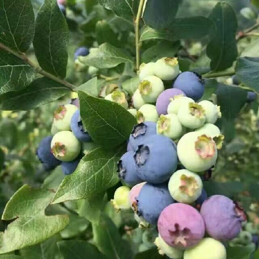 泰安蓝丰蓝莓苗