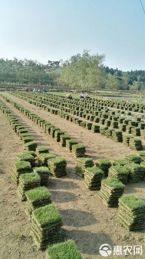 马尼拉草皮 精品