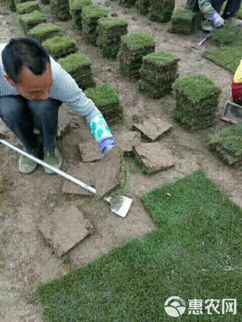 马尼拉草皮 精品