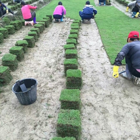 马尼拉草皮 精品