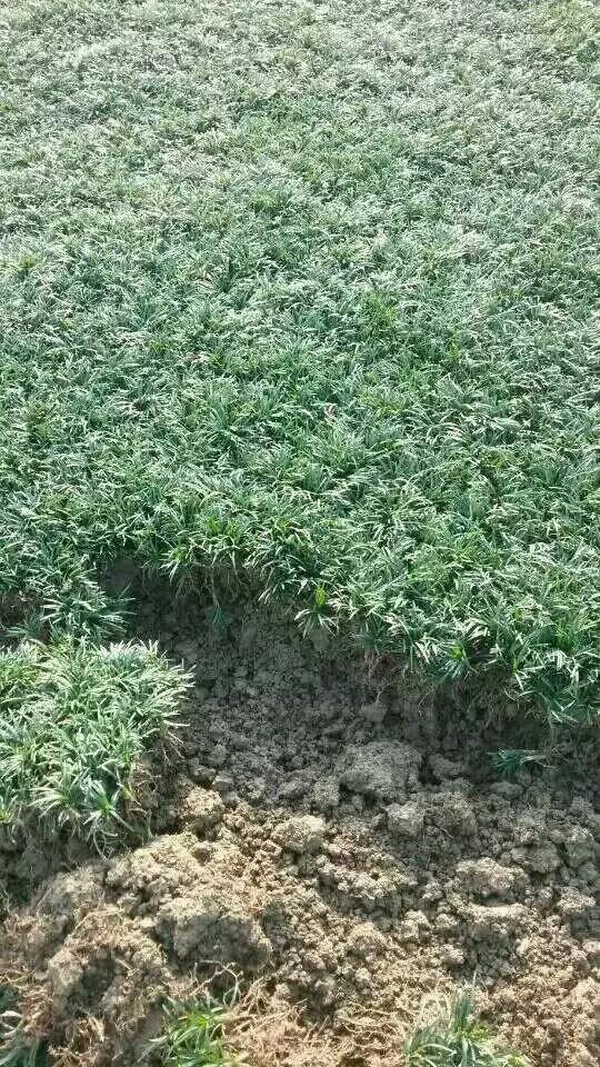 玉龙草 自己种植