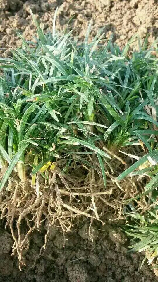玉龙草 自己种植