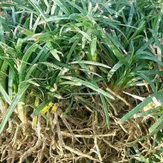 郴州玉龙草 自己种植