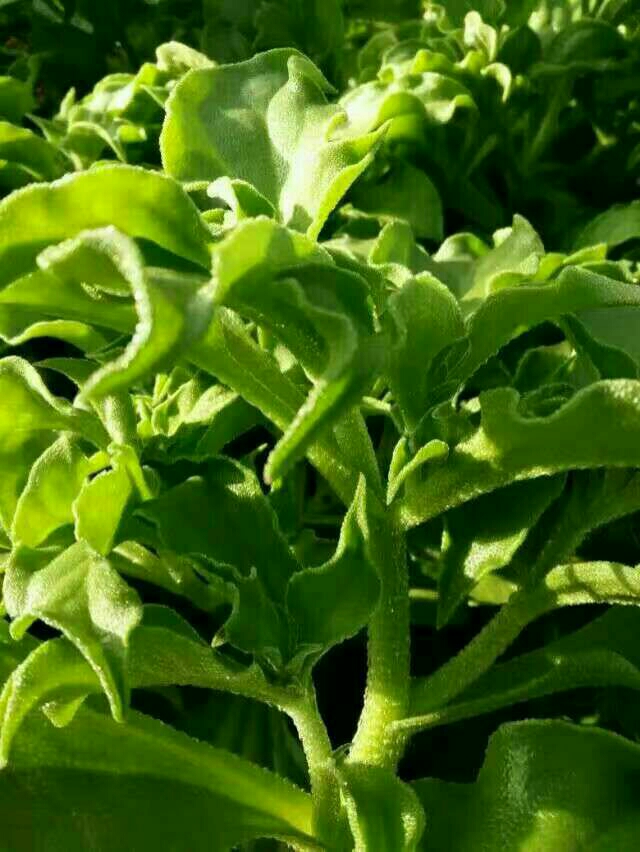 寿光市冰草 精品冰菜