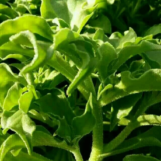 寿光市日本冰草 精品冰菜