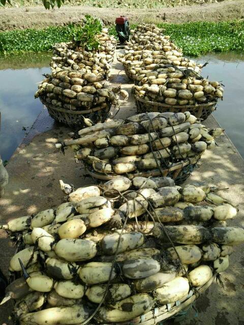 洪湖市3735莲藕 13-15cm 15~20cm