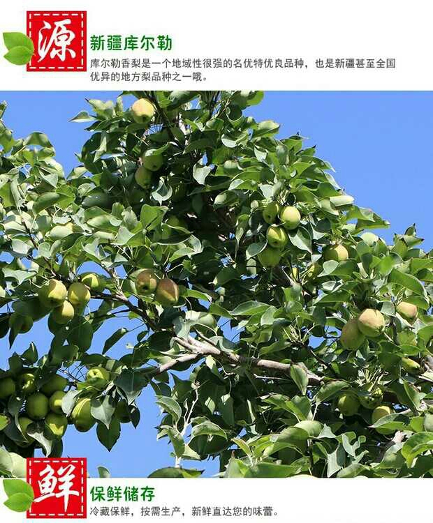 香梨 新疆土地种植的果品，大自然给你、我、它的馈赠，没什么说的干吧