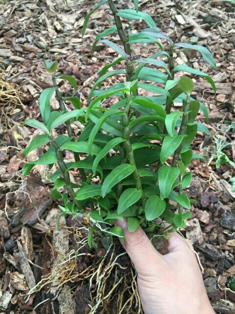 铁皮石斛  非常漂亮的绿植盆栽