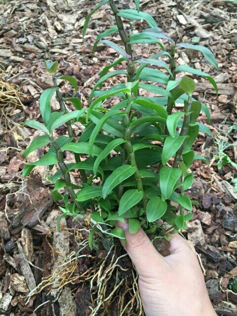 龙陵县铁皮石斛  非常漂亮的绿植盆栽