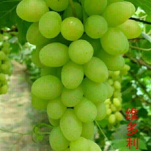 卢龙县维多利亚葡萄苗 