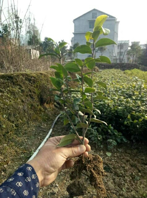 郴州茶花树 10cm以下