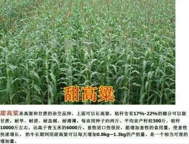 沭阳县高丹草