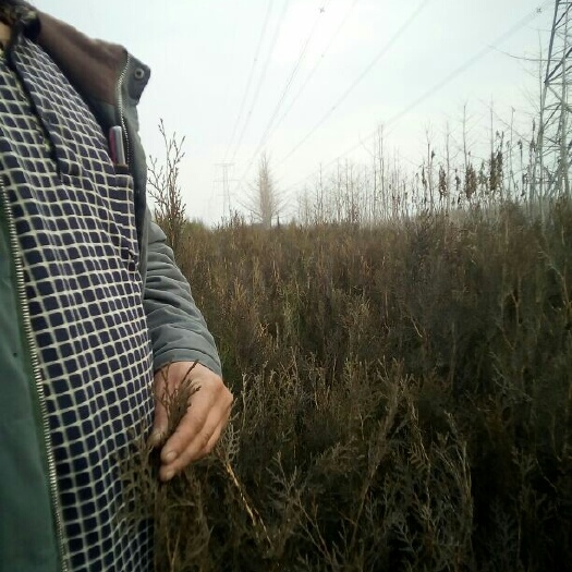 泰安70-80公分营养杯侧柏苗现货，基地直销侧柏