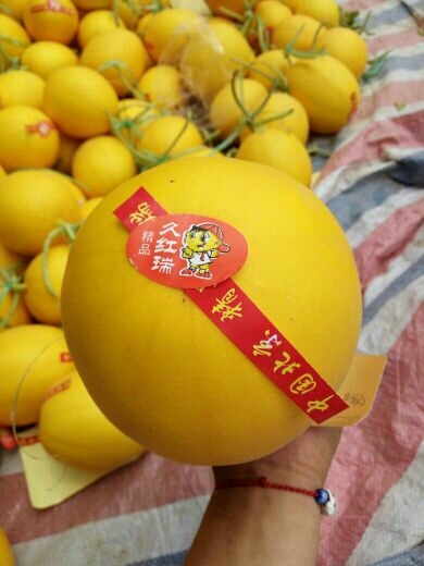 莘县久红瑞甜瓜 山东省聊城市莘县 一级果