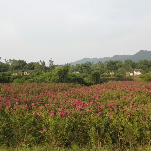 重庆市红花紫薇  高低分枝