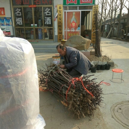 新品种苹果苗 1~1.5米苹果实生苗 嫁接苹果苗