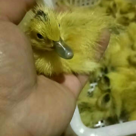 衡南县江南一号蛋鸭苗