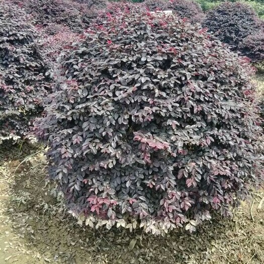 郴州双面红 精品球
