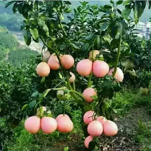 成都红心柚苗