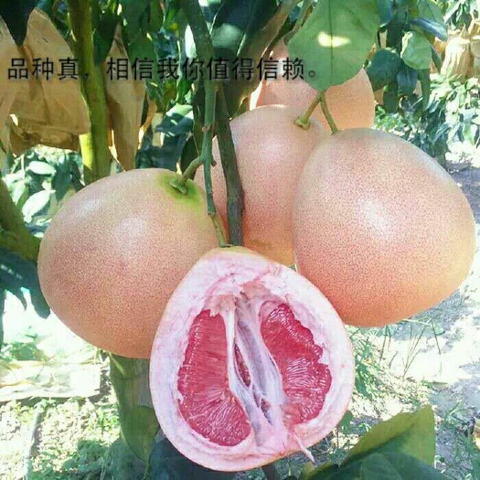 灵山县三红蜜柚苗