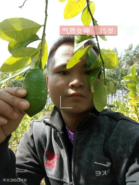 灵山县安岳尤力克柠檬苗 
