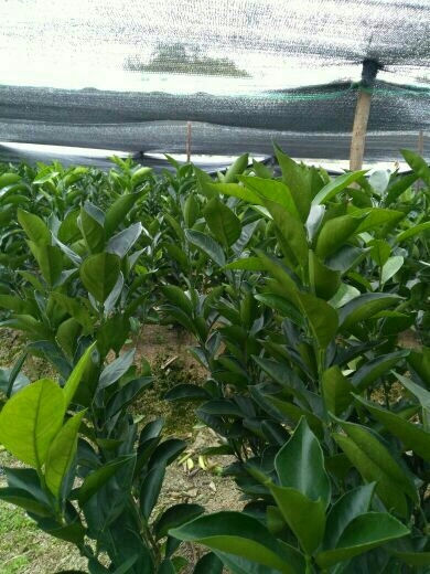 瑞金市 脐橙苗 赣南脐橙苗 纽荷尔脐橙苗提供技术指导