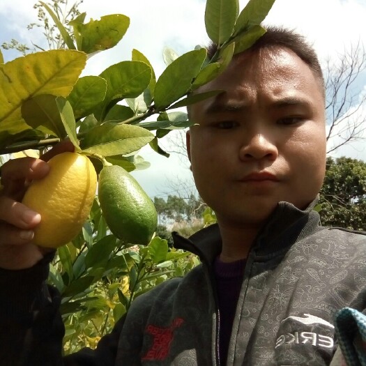 灵山县香水柠檬苗 