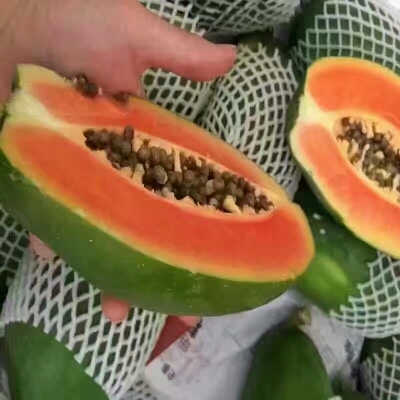灵山县番木瓜苗