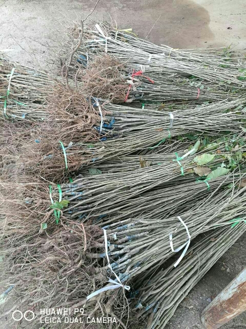 泰安泰山板栗苗 嫁接苗 0.5~1米 