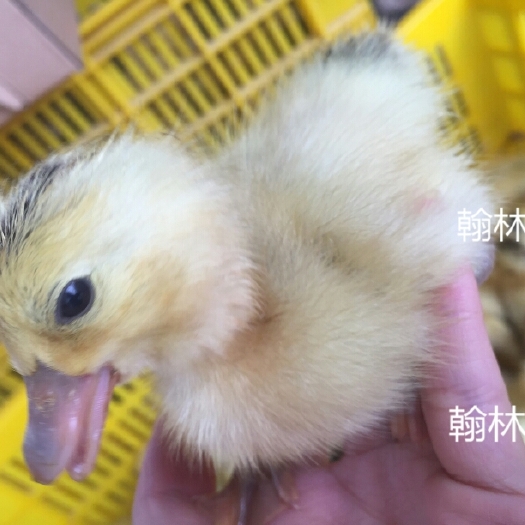 南宁蛋鸭苗 
