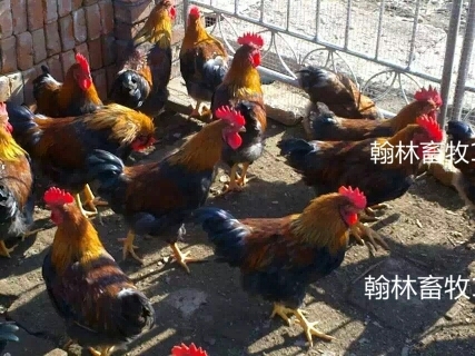 南宁黑土2号鸡苗 