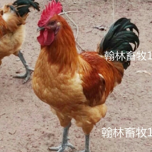 南宁红公鸡苗 公