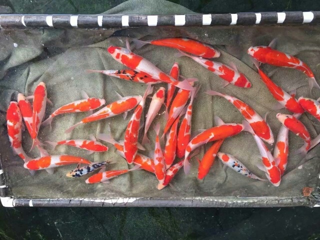 镇平县红白锦鲤，三色锦鲤