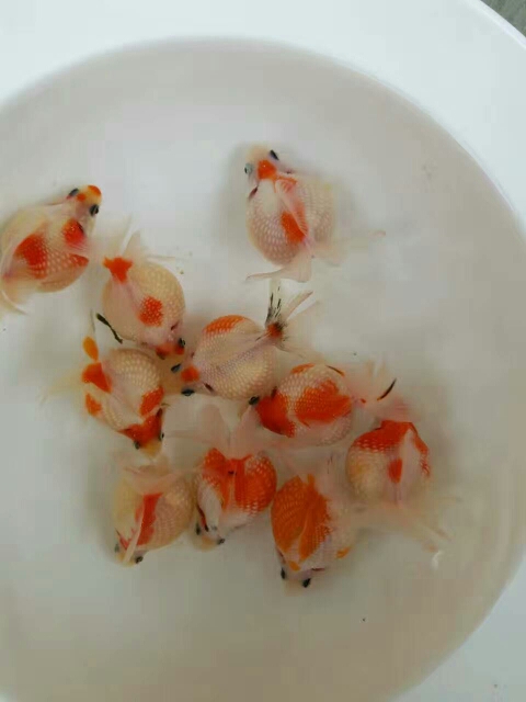 镇平县鹤顶红金鱼  自家养殖的各品种金鱼，鹤顶红，狮子头，龙睛，虎
