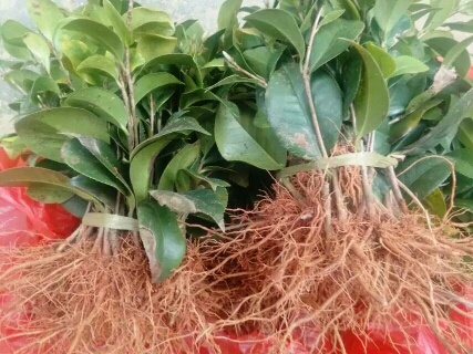 阳朔县花露珍 10cm以下