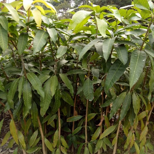 普宁市金煌芒果苗