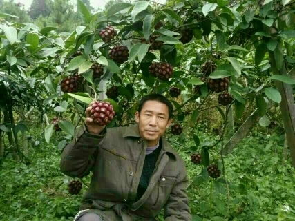全州县粉红一号