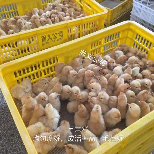 容县三黄鸡苗 
