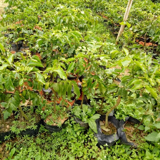 灵山县甜黄皮