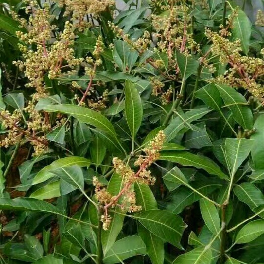灵山县金煌芒果苗 
