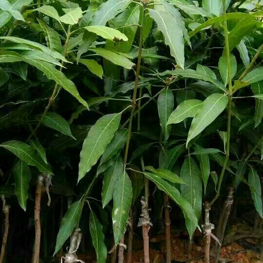 灵山县凯特芒果苗