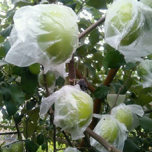灵山县甜蜜丝枣苗 