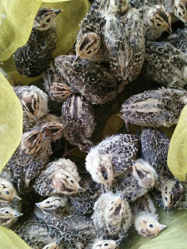 蛋鸡 2斤以下 母